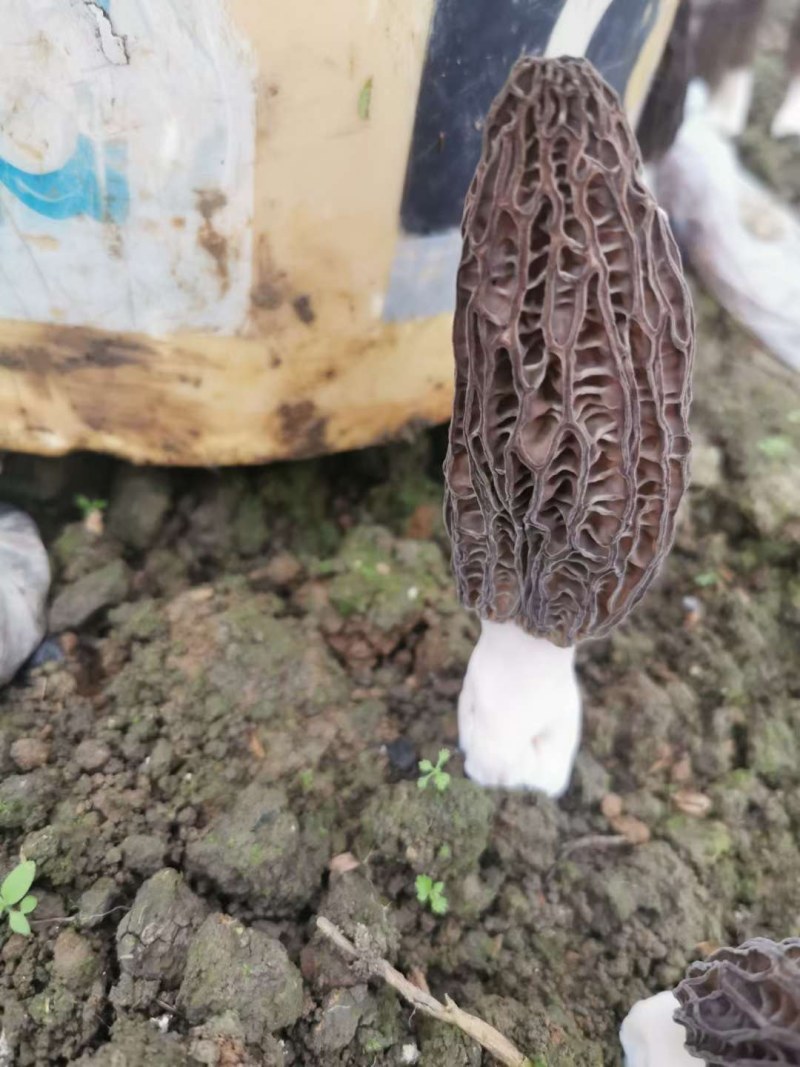羊肚菌新鲜羊肚菌