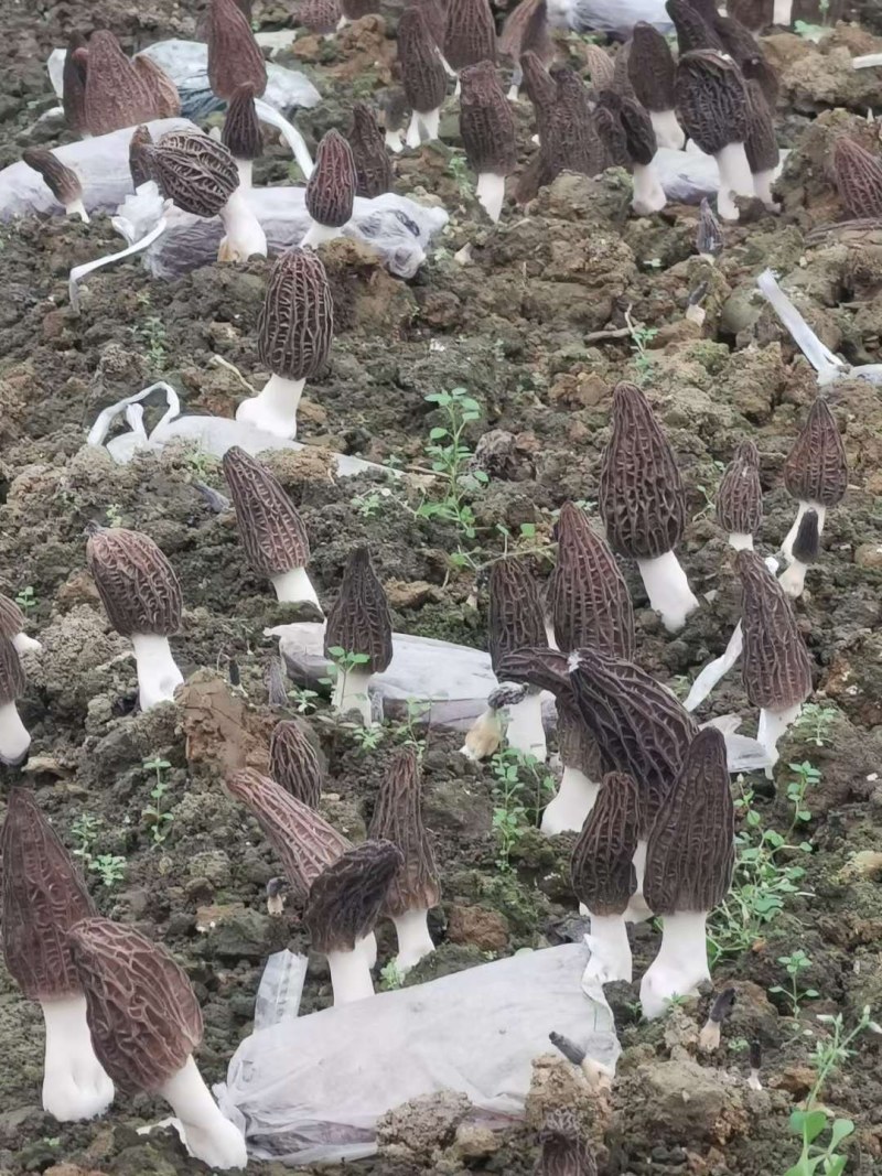 羊肚菌新鲜羊肚菌