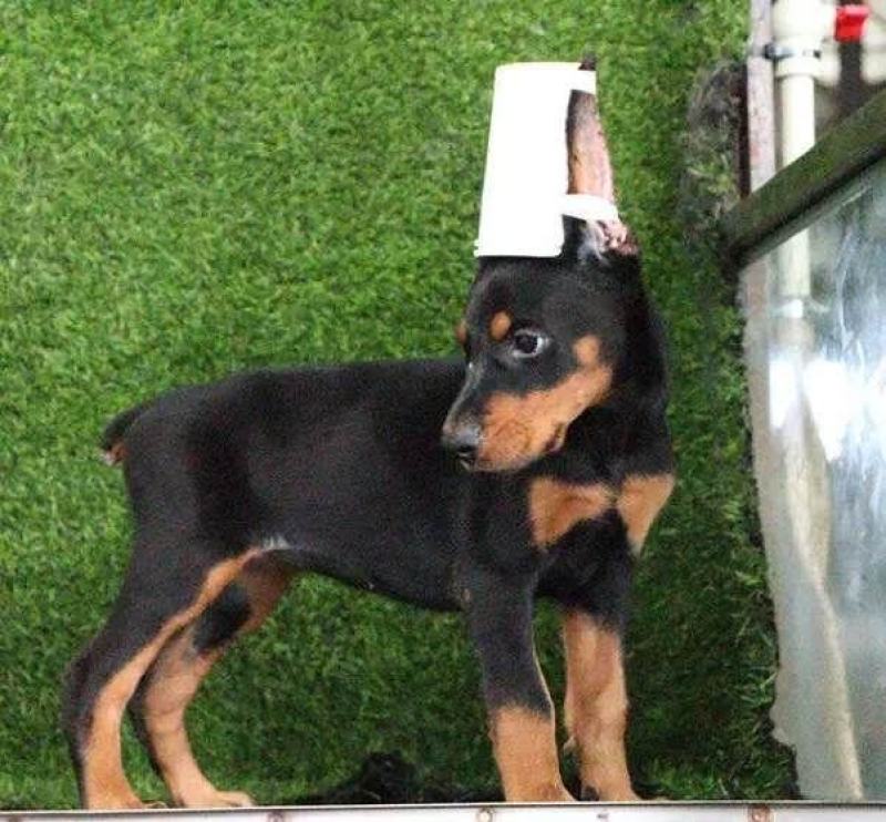 杜宾犬看家护院好狗品相好疫苗已做完一手货源