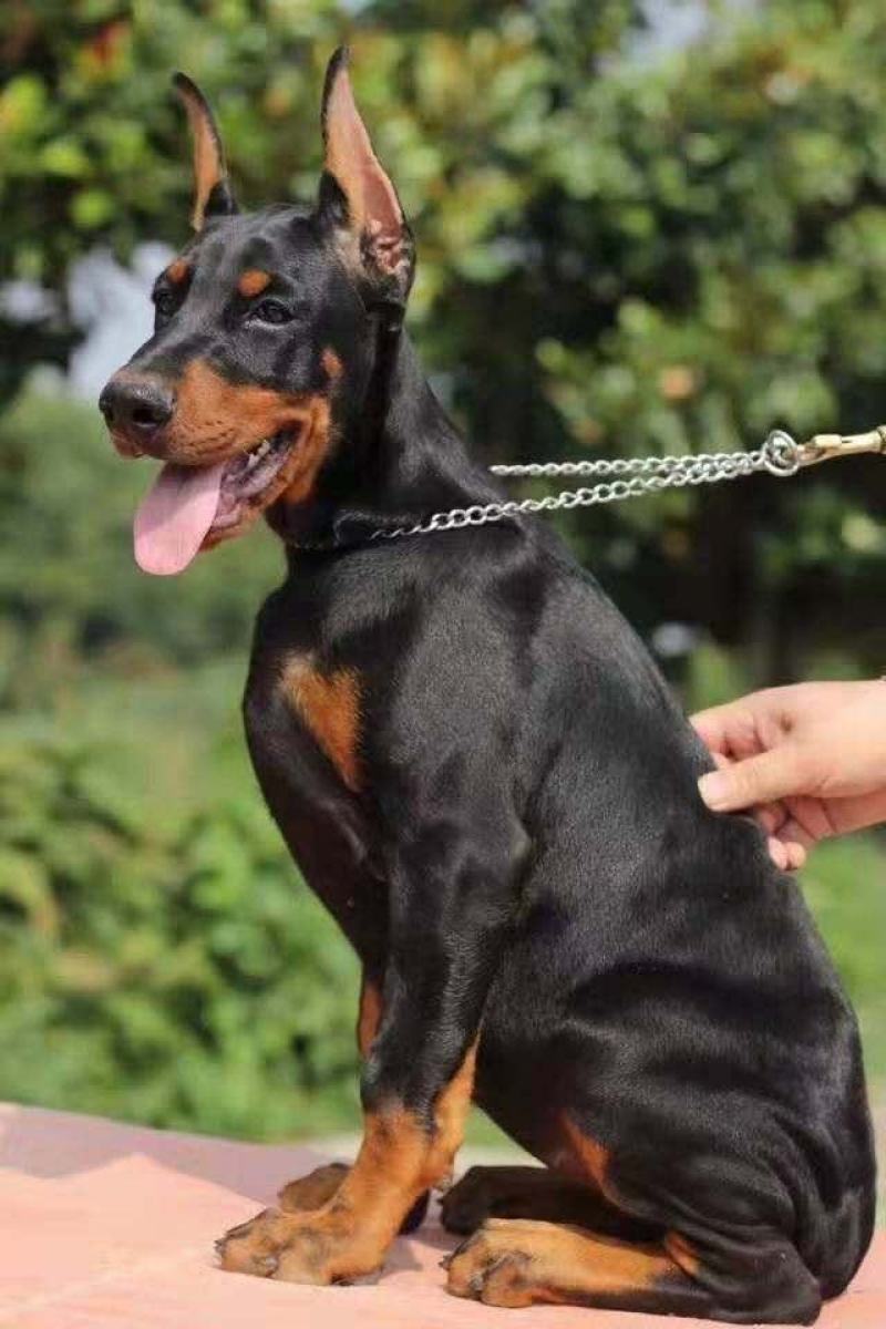 杜宾犬看家护院好狗品相好疫苗已做完一手货源