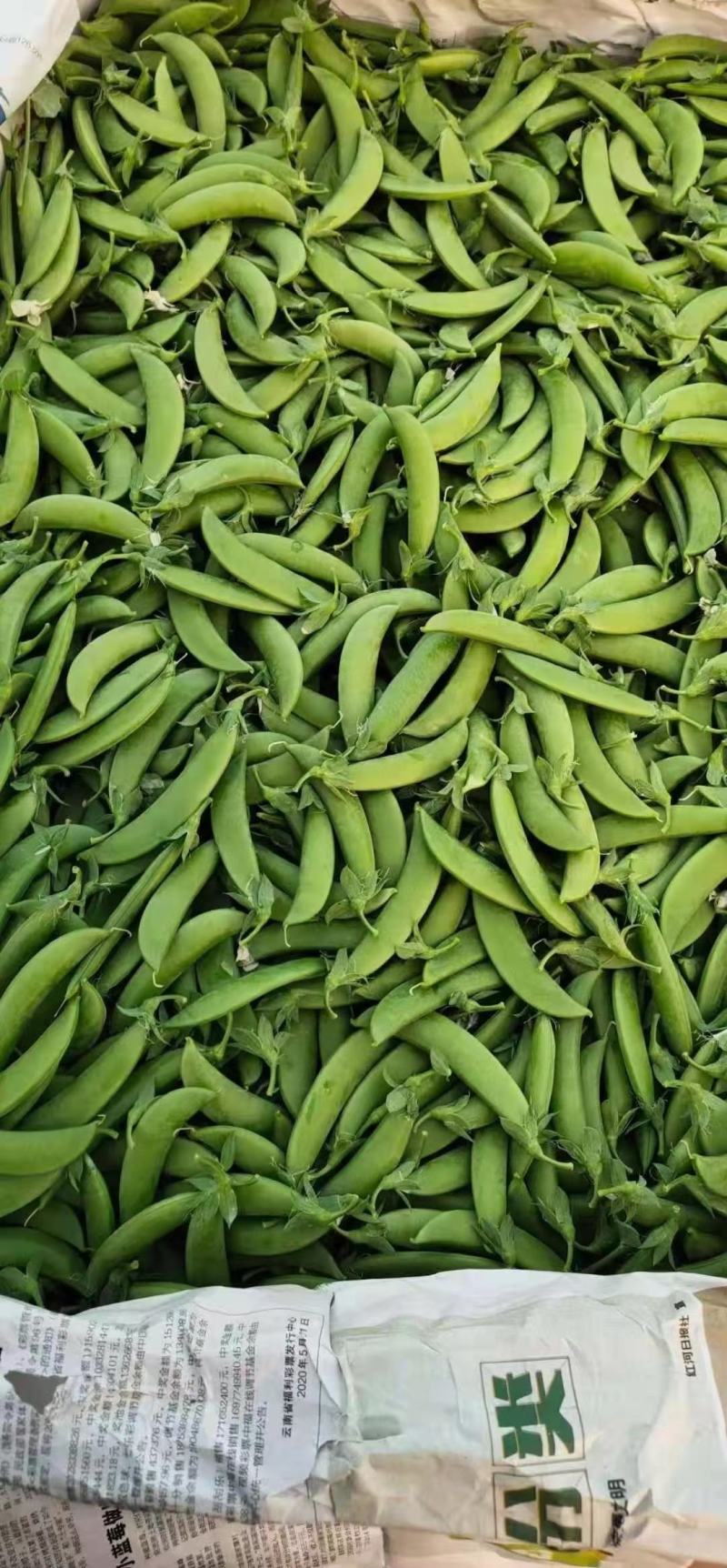 云南精品甜豆大量上市质量好保质保量未饱满