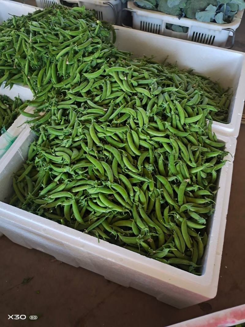 云南精品甜豆大量上市质量好保质保量未饱满
