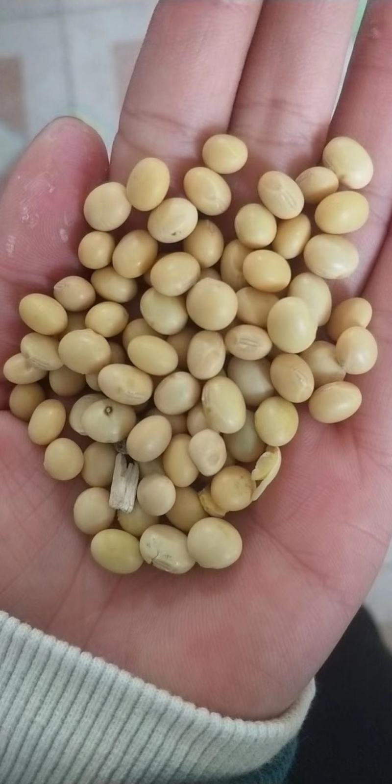 安徽涡阳优质黄豆大豆比重筛选长期供应全国客户