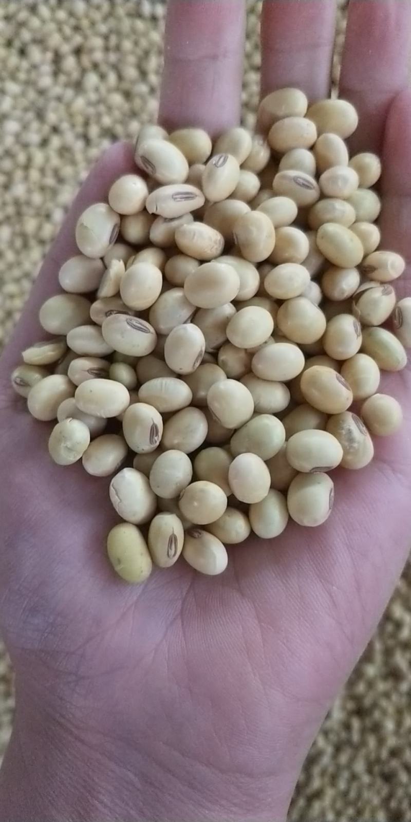 安徽涡阳优质黄豆大豆比重筛选长期供应全国客户
