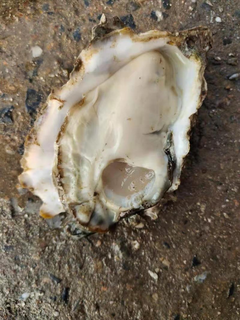 1.5-4统货泥货肥度8成5.7发