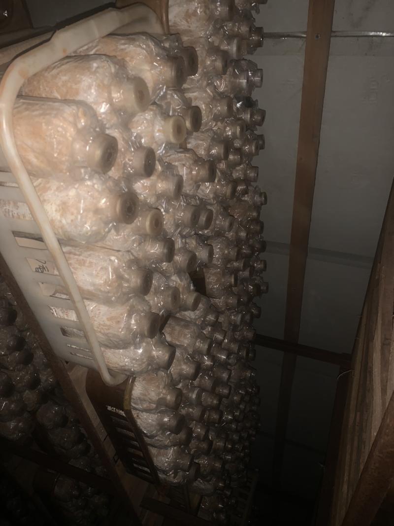 椴木香菇菌种产地直发、质量保证、量大从优全程技术指导