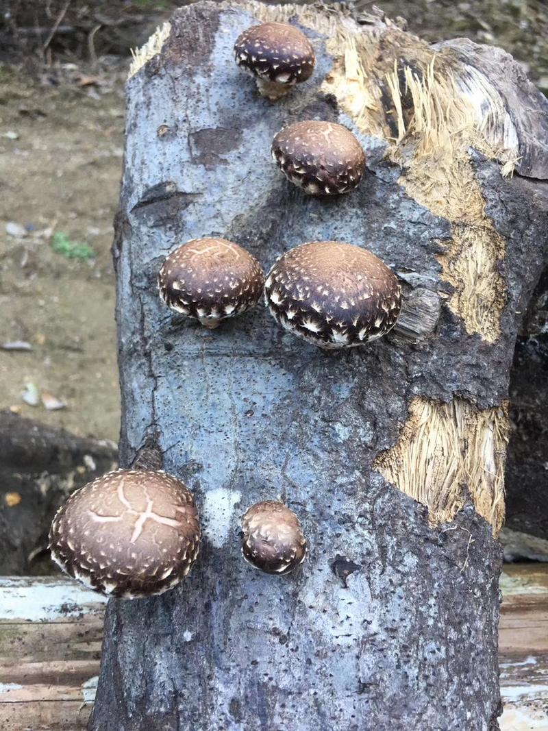 椴木香菇菌种产地直发、质量保证、量大从优全程技术指导