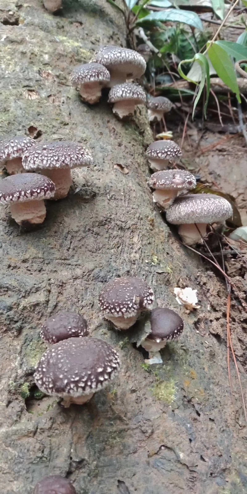 椴木香菇菌种产地直发、质量保证、量大从优全程技术指导