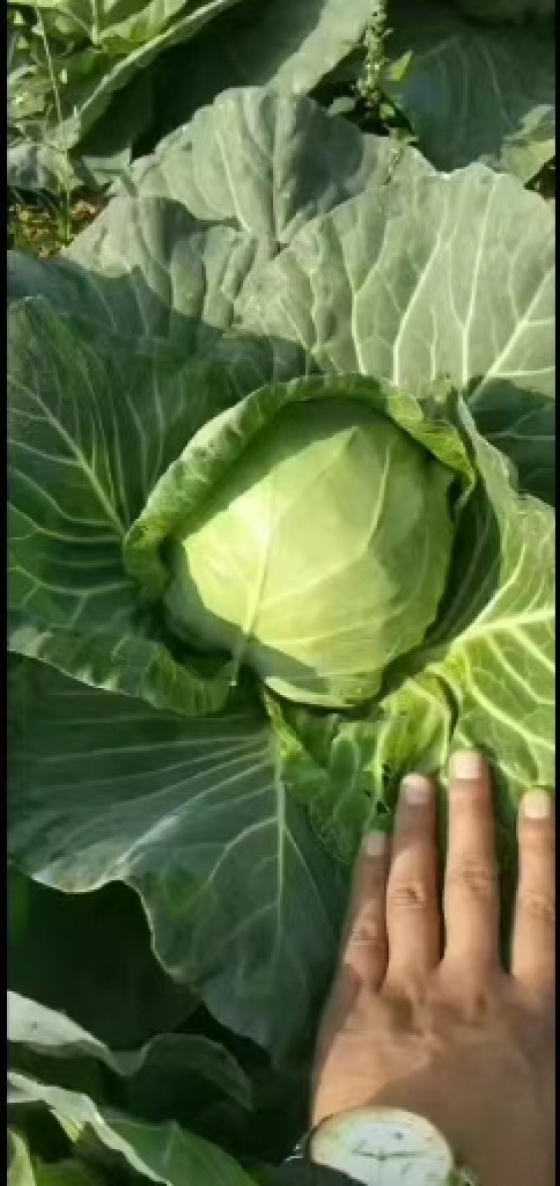 奥奇娜平包洋白菜。个头匀你