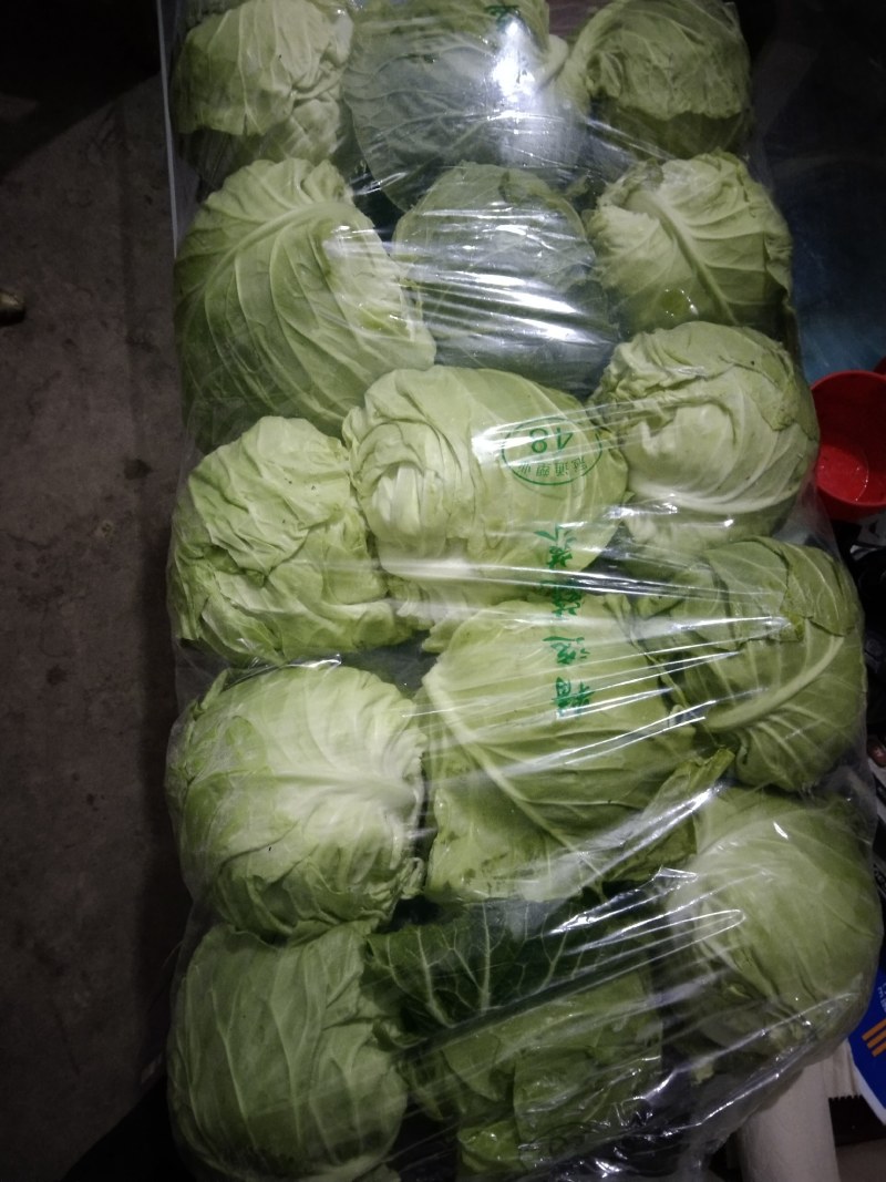 奥奇娜平包洋白菜。个头匀你