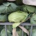 奥奇娜平包洋白菜。个头匀你