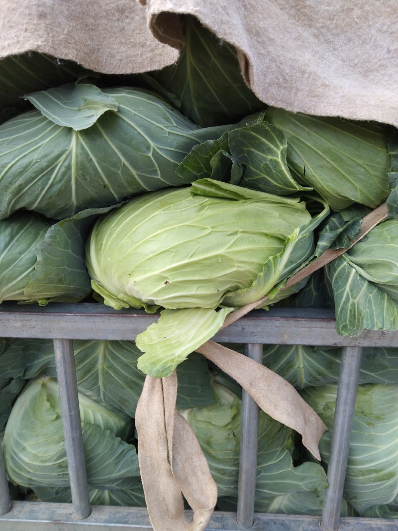 奥奇娜平包洋白菜。个头匀你