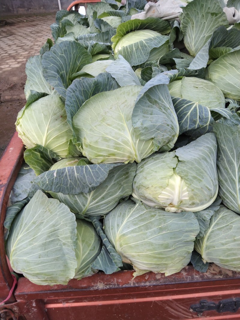 奥奇娜平包洋白菜。个头匀你