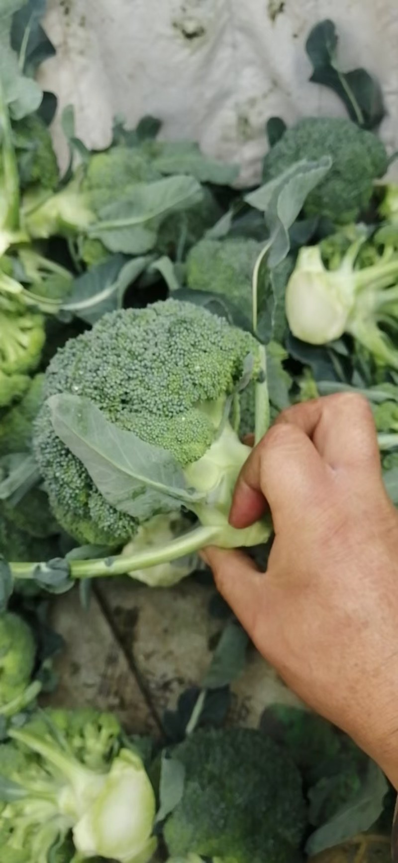 耐寒优秀西兰花，质优好。