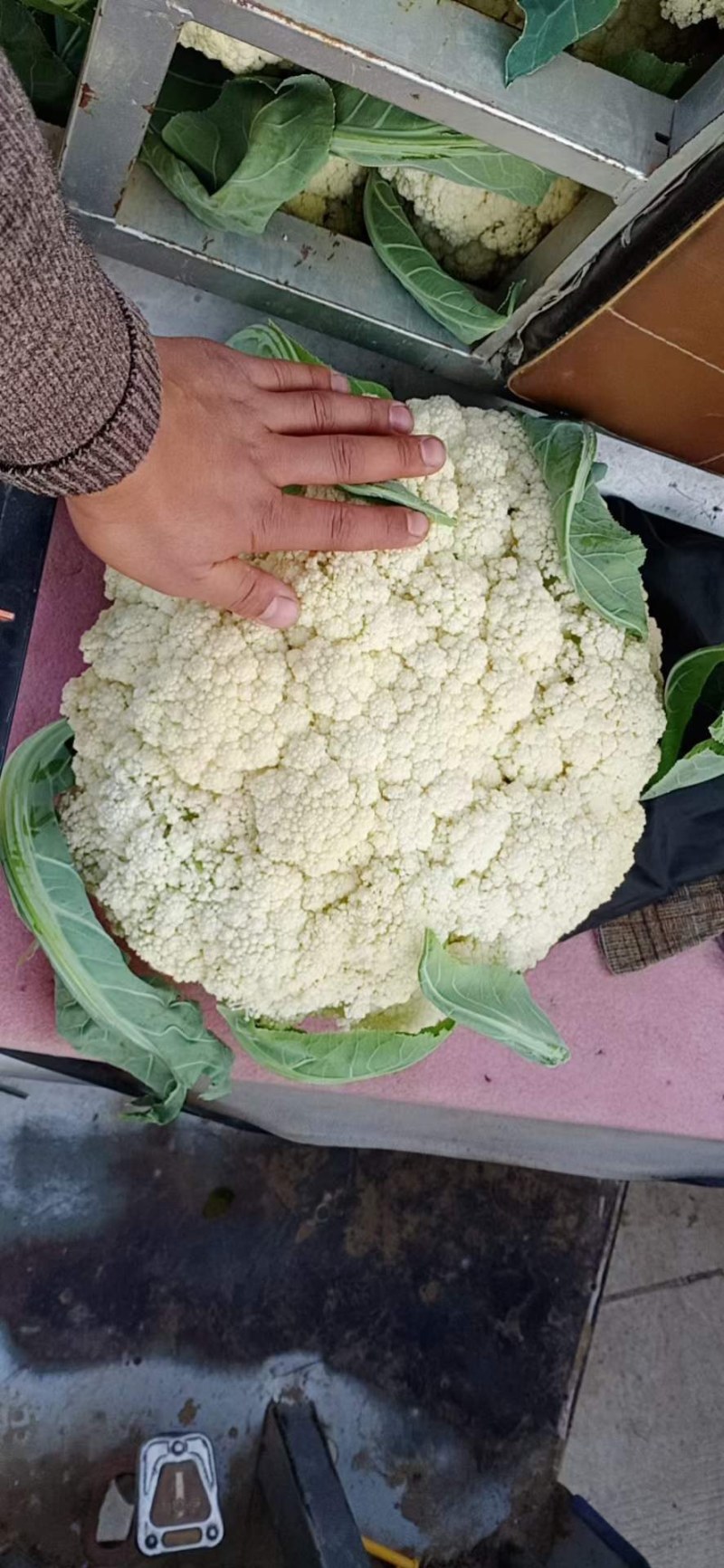 白面青梗有机。松花菜