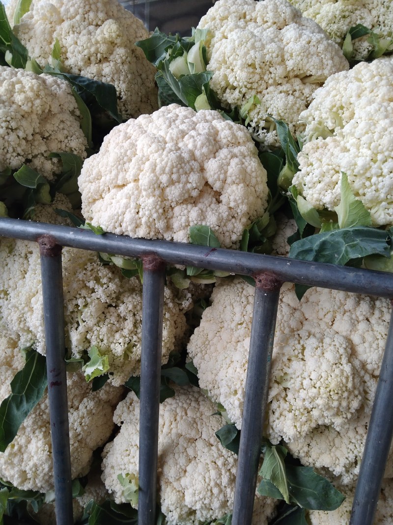 白面青梗有机。松花菜