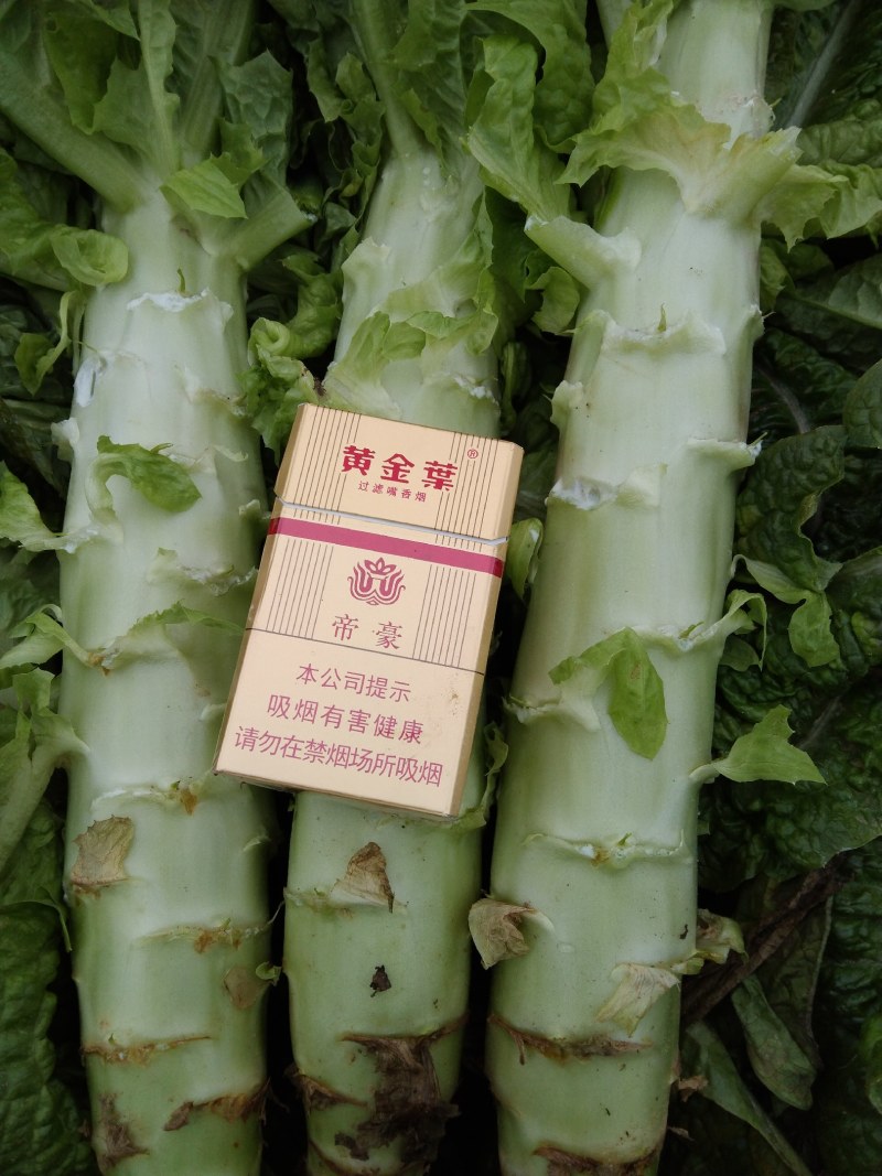 莴笋红叶，红尖叶笋。