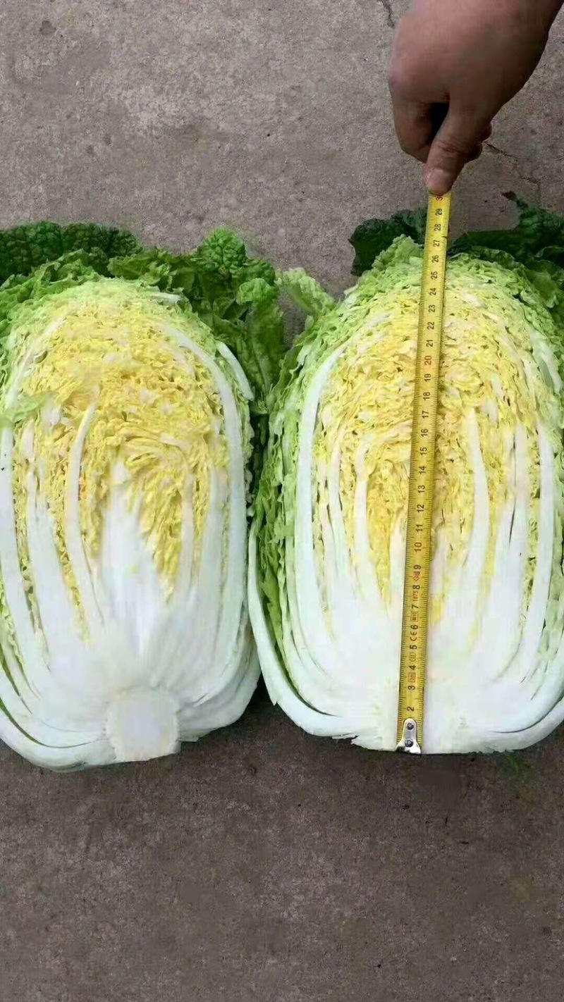 白菜湖北蔬菜基地优质黄心白菜产地直供可视频看货合作社种植