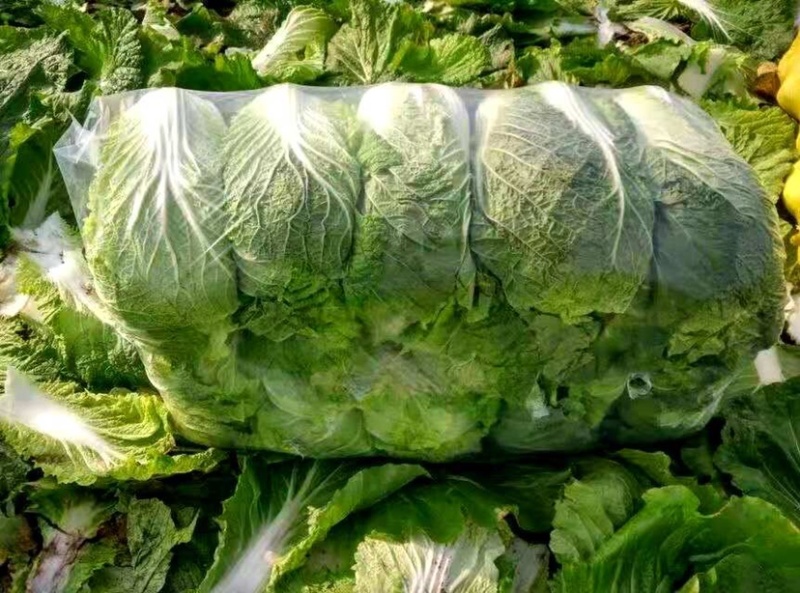 白菜湖北蔬菜基地优质黄心白菜产地直供可视频看货合作社种植