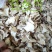 白芨:三叉白芨、紫花白花、干白芨个子，白芨片子，纯干无硫