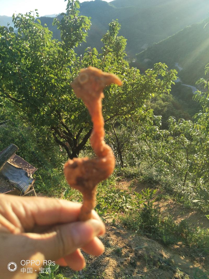 秦岭山区鸡头黄精、甜黄精、干黄精丶药食两用干黄精