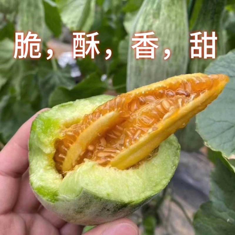 羊角蜜甜瓜种子羊角脆甜瓜种籽山东羊角酥种孑羊角蜜甜种子