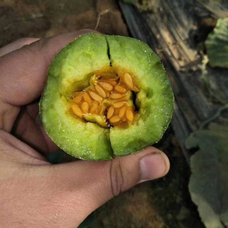 羊角蜜甜瓜种子羊角脆甜瓜种籽山东羊角酥种孑羊角蜜甜种子