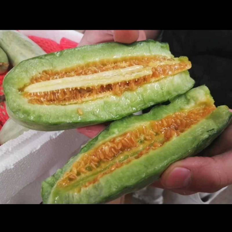 羊角蜜甜瓜种子羊角脆甜瓜种籽山东羊角酥种孑羊角蜜甜种子