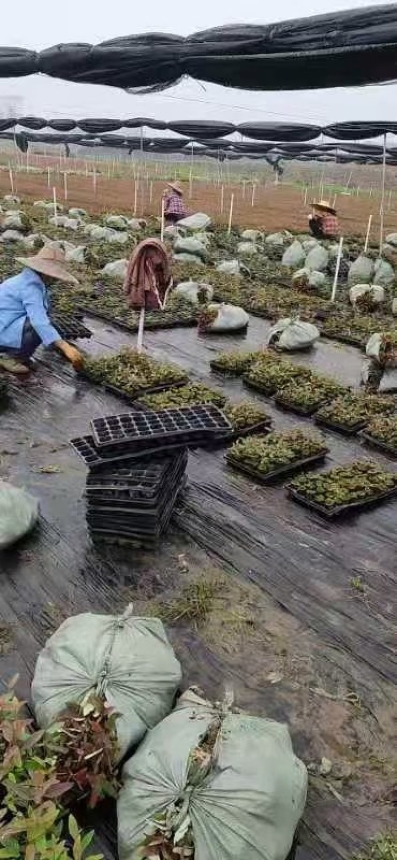 长期大量批发零售桉树苗