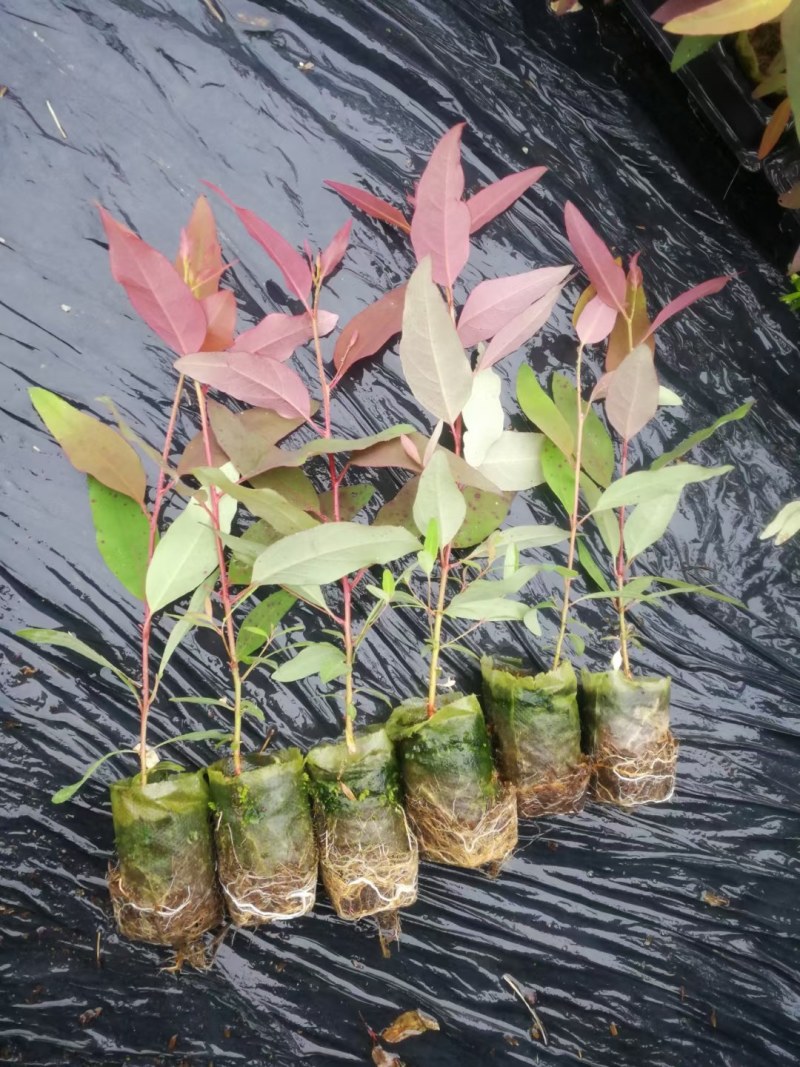 长期大量批发零售桉树苗