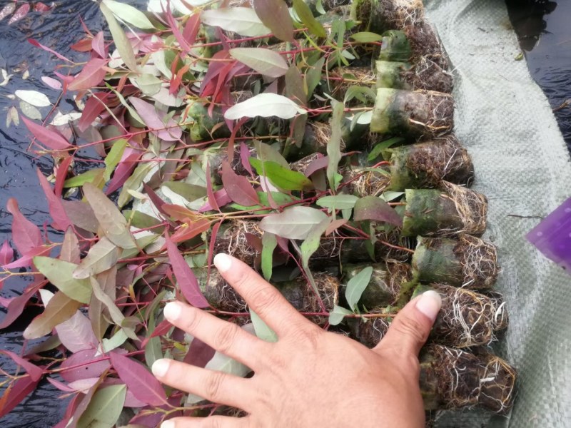 长期大量批发零售桉树苗