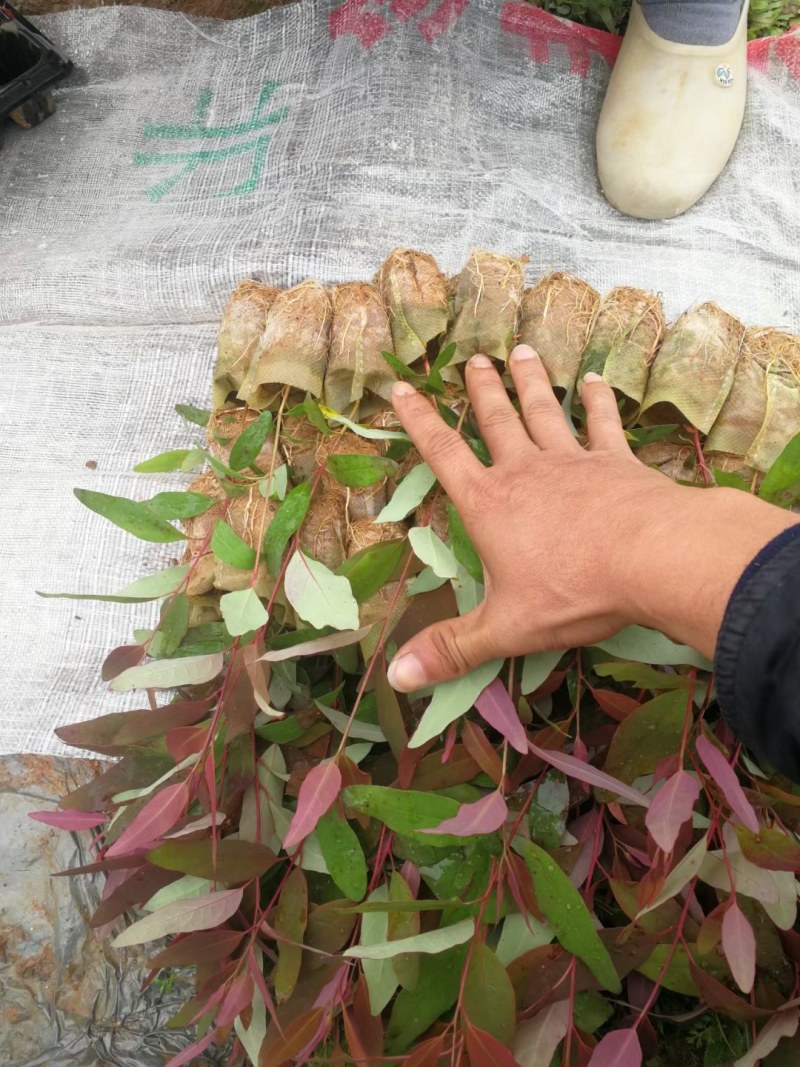 长期大量批发零售桉树苗