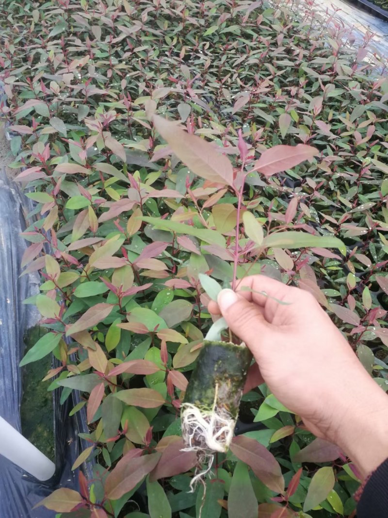 长期大量批发零售桉树苗