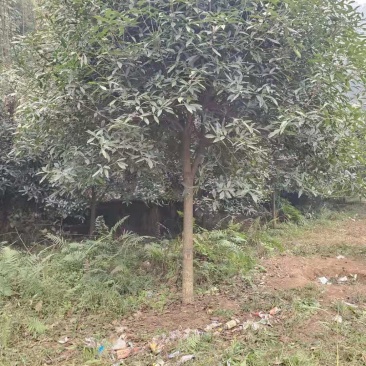 处理树型优美桂花三四百，10-15，征地折迁