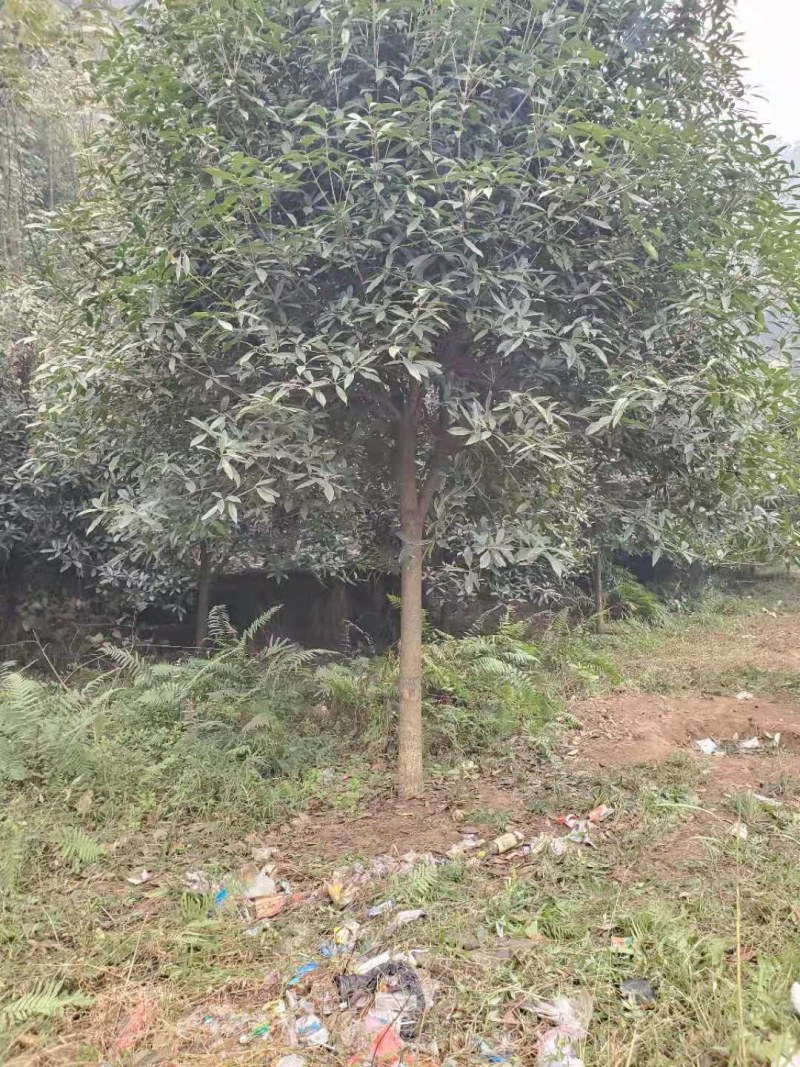 处理树型优美桂花三四百，10-15，征地折迁