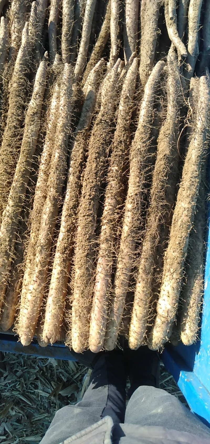 7890有长度有粗度棒山药，香糯面甜欢迎各位老板骚扰