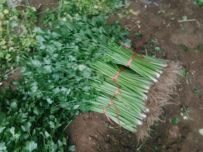 季节热销优质细颗西芹，铁杆青芹菜，产地直销，马上大量上市