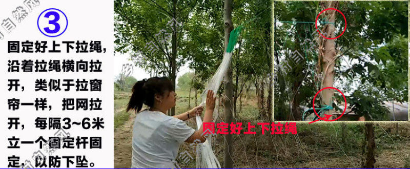 9股植物爬藤网山药豆角丝瓜吊瓜苦瓜黄瓜百香果专用种植物攀