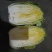 白菜黄心白菜毛菜净菜大量供应一手货源