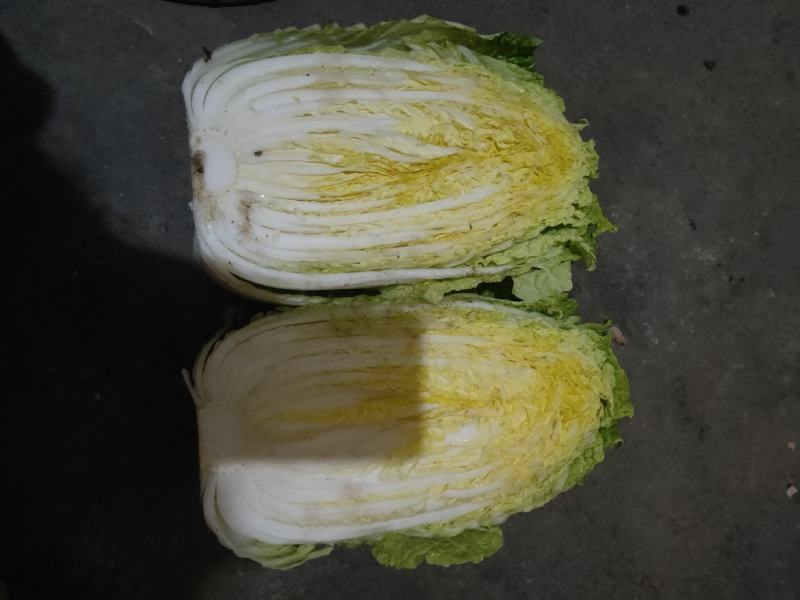 白菜黄心白菜毛菜净菜大量供应一手货源
