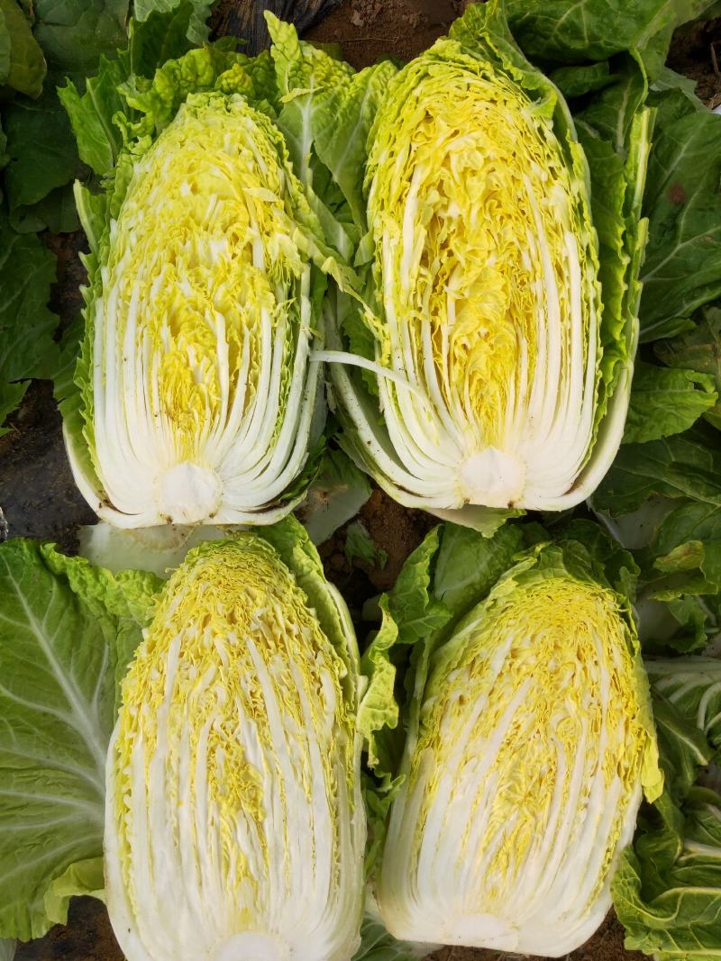 白菜黄心白菜毛菜净菜大量供应一手货源