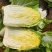白菜黄心白菜毛菜净菜大量供应一手货源