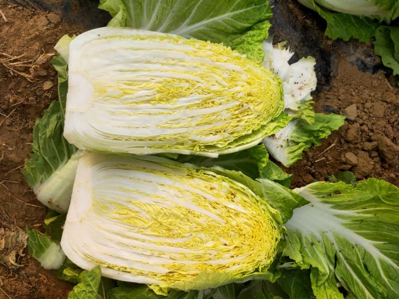 白菜黄心白菜毛菜净菜大量供应一手货源