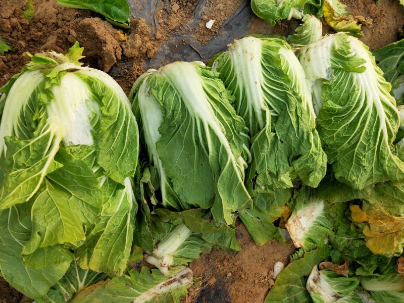 白菜黄心白菜毛菜净菜大量供应一手货源