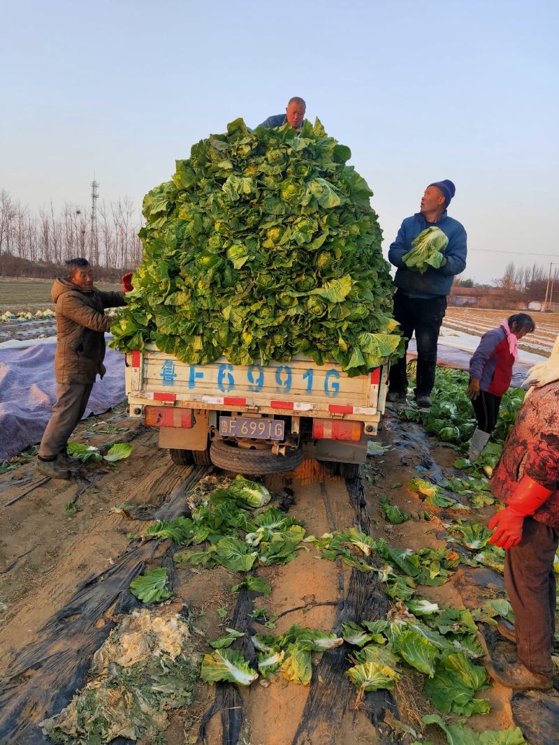 白菜黄心白菜毛菜净菜大量供应一手货源