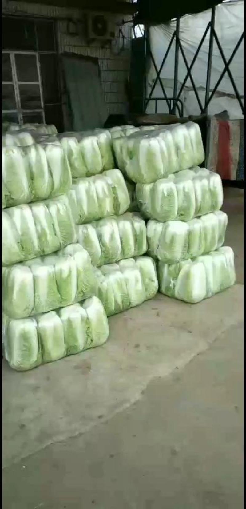 山东省济南市平阴县，北京新三号白菜，大量现货，4~6斤