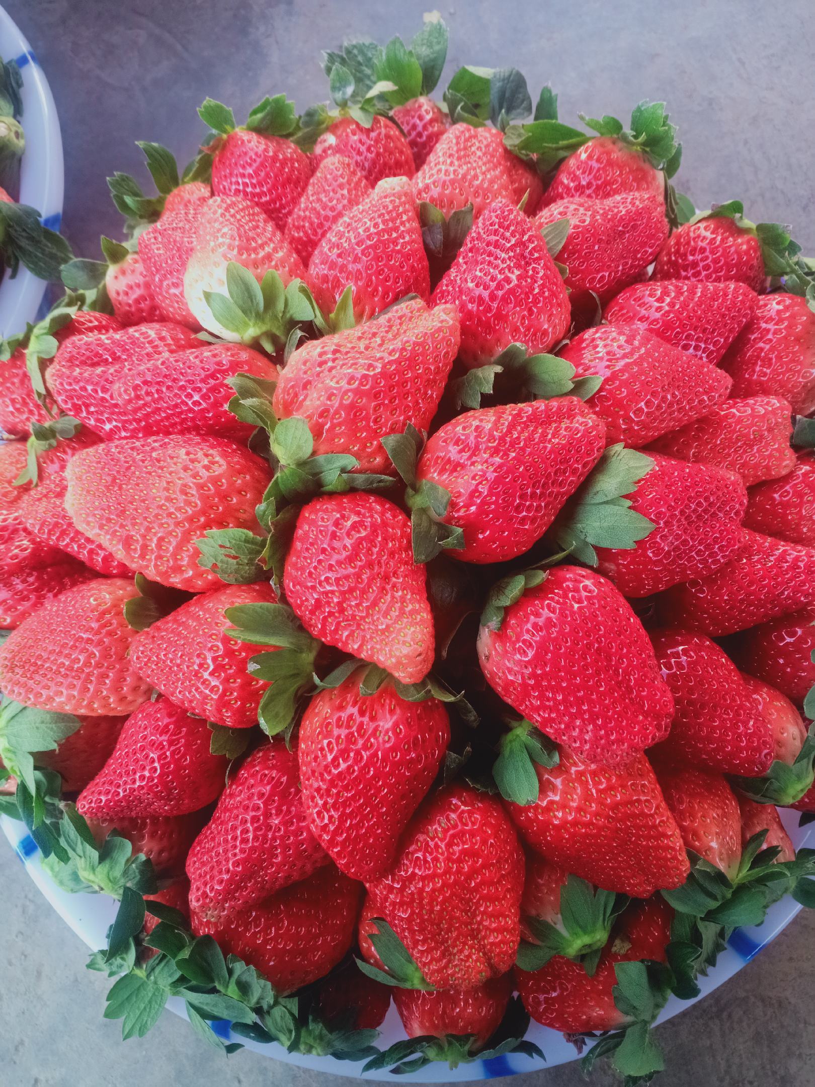 德昌露天草莓 阳光下的草莓