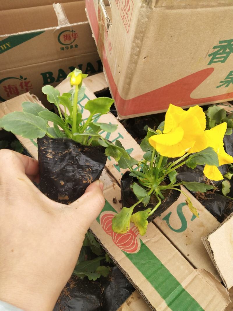 三色堇（蝴蝶梅）基地直供，诚信经营，可支持线上交易