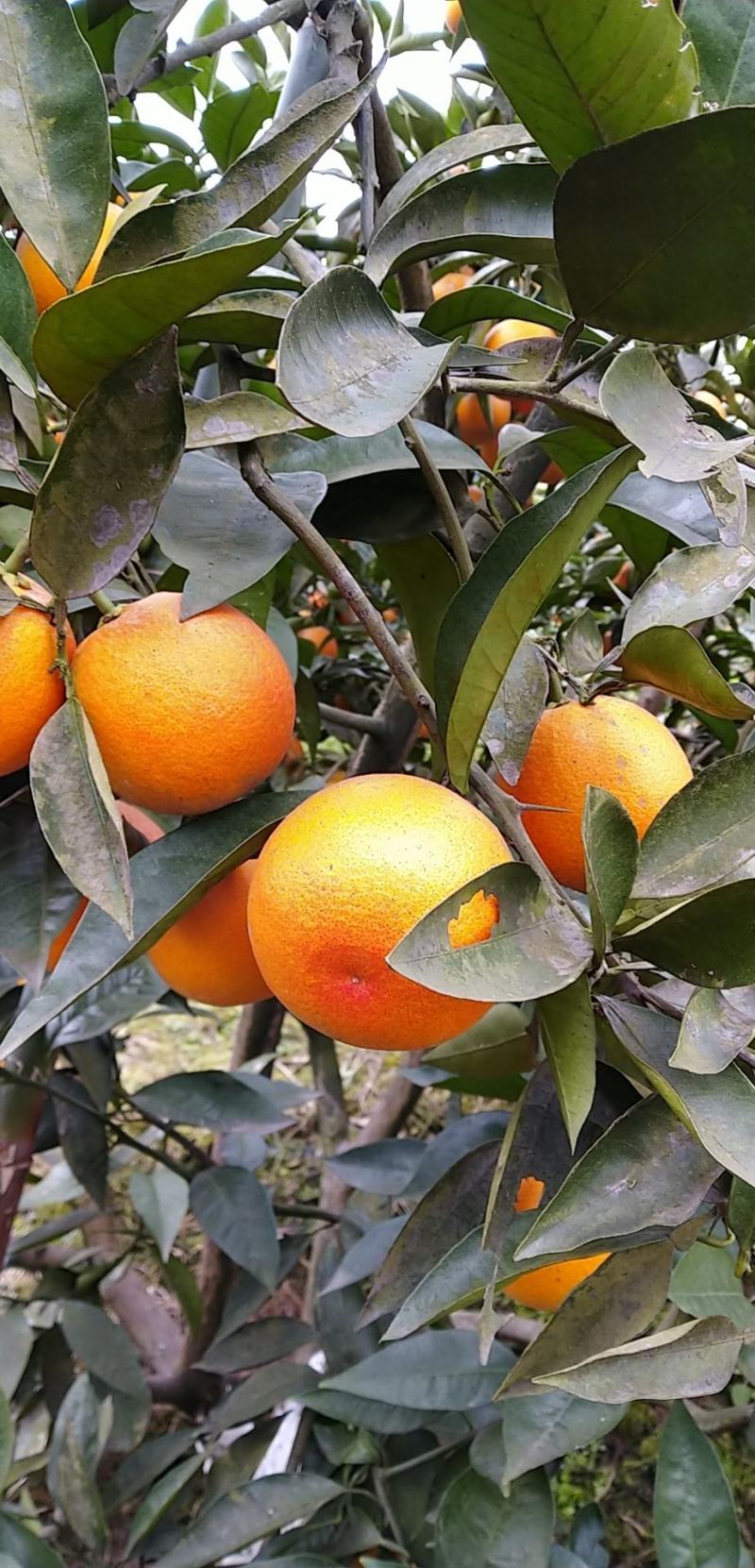 长寿湖湖边种植的血橙