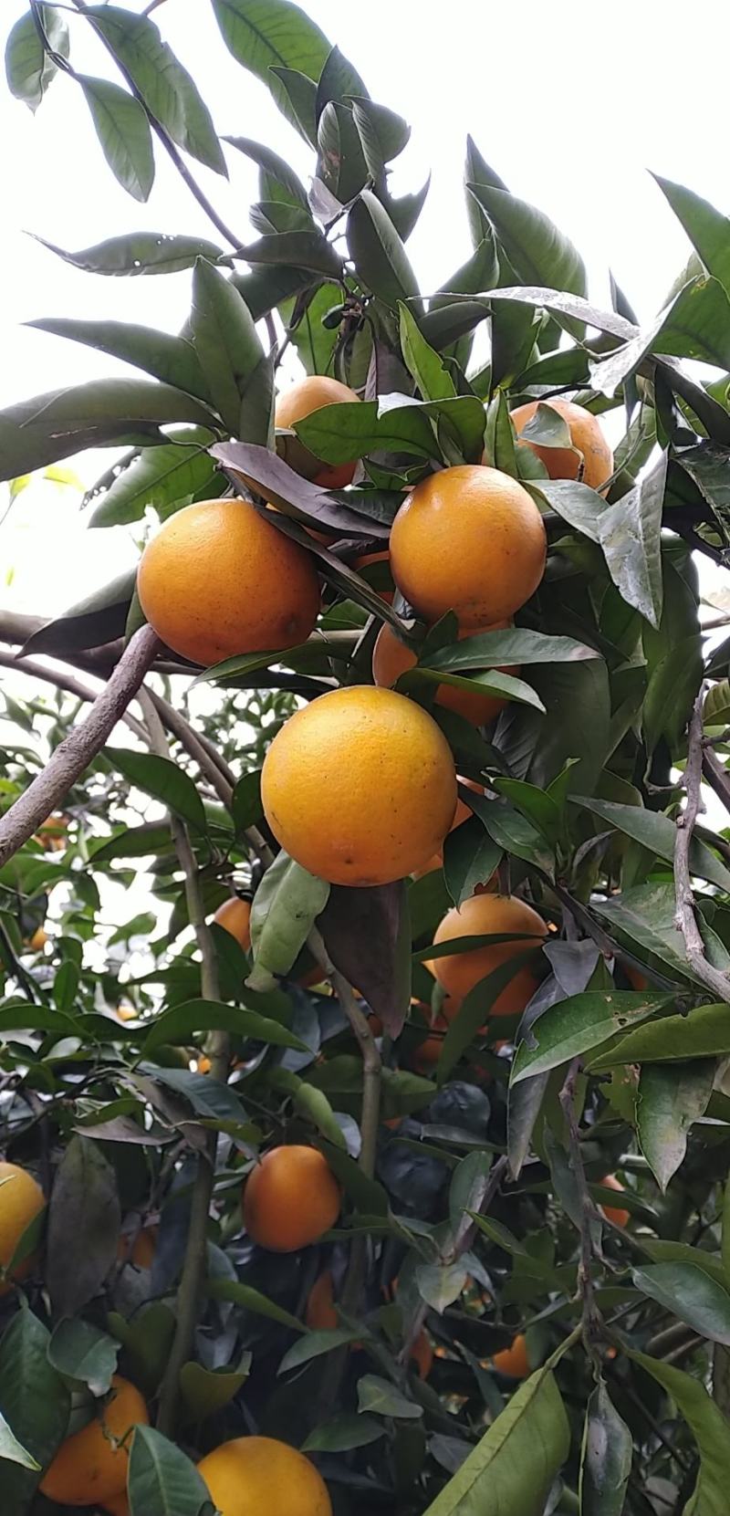 长寿湖湖边种植的血橙